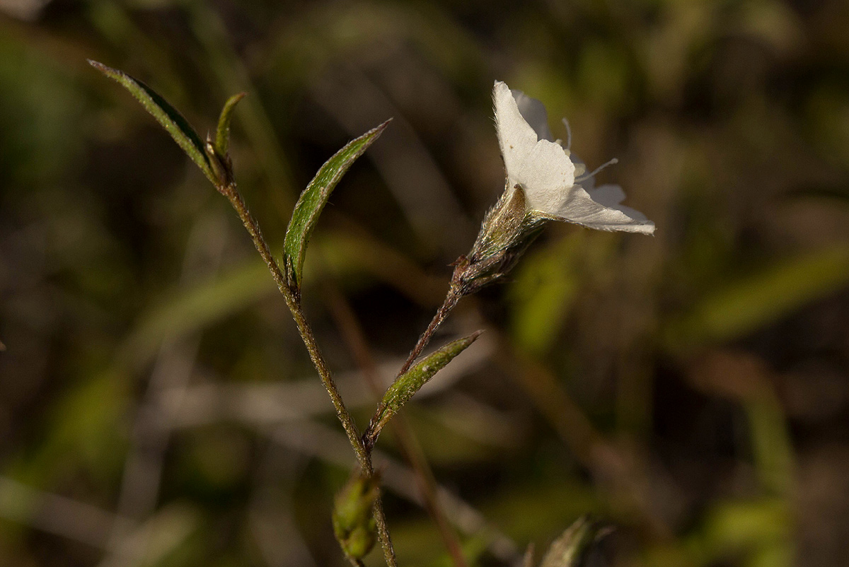 Seddera suffruticosa var. suffruticosa