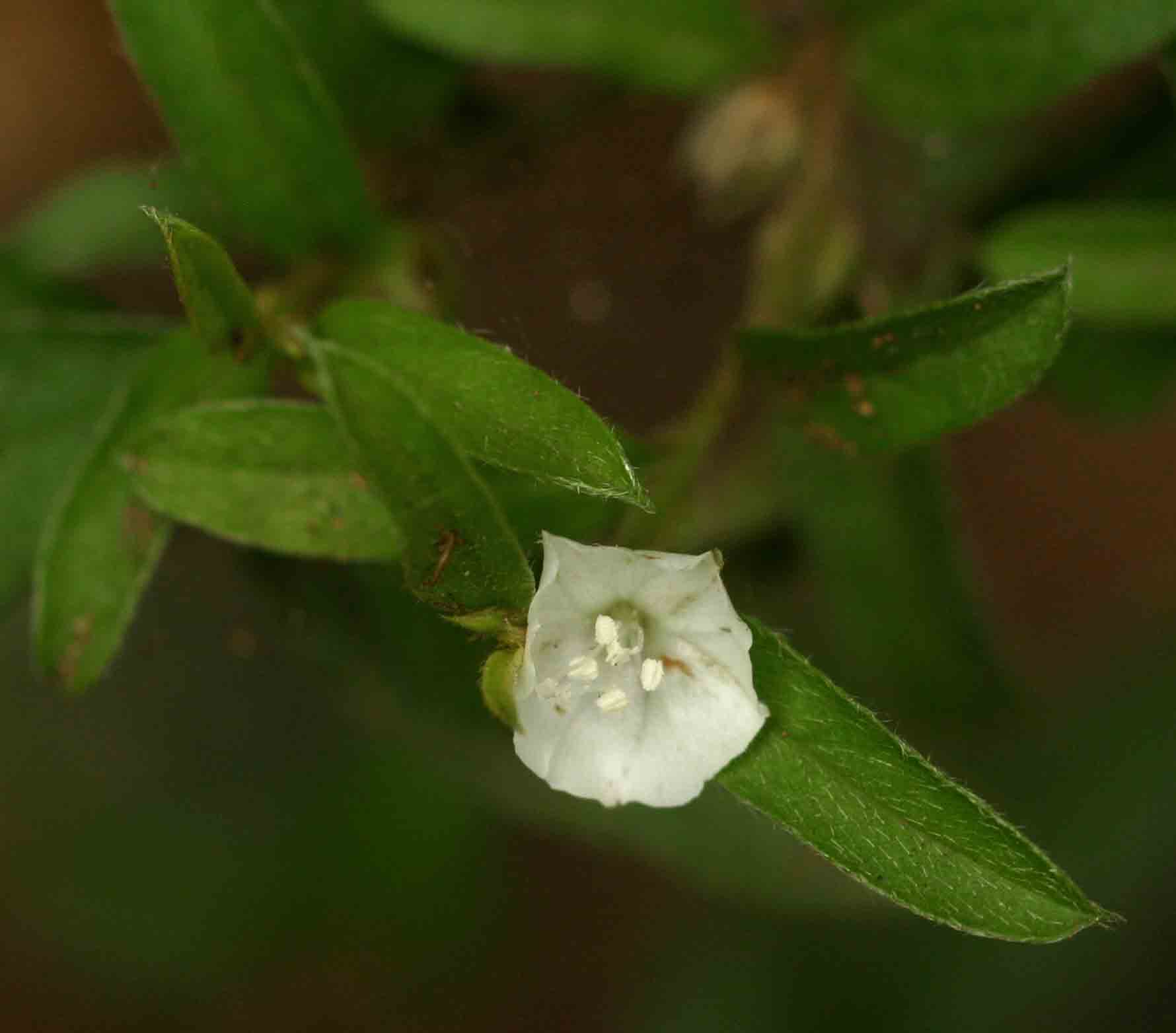 Seddera suffruticosa var. suffruticosa Seddera suffruticosa var. suffruticosa