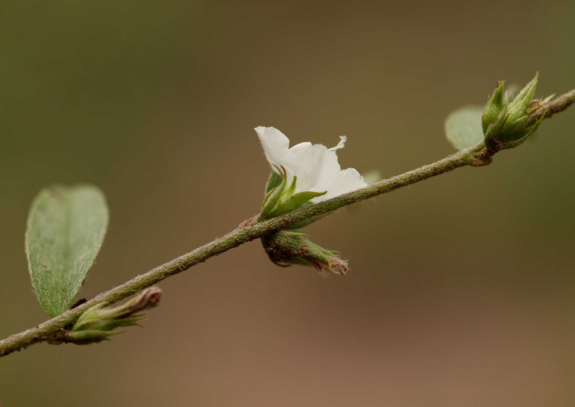 Seddera suffruticosa var. suffruticosa