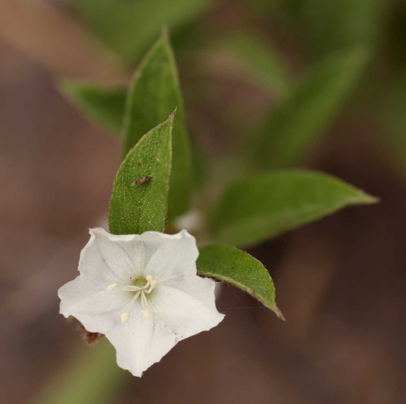 Seddera suffruticosa var. suffruticosa