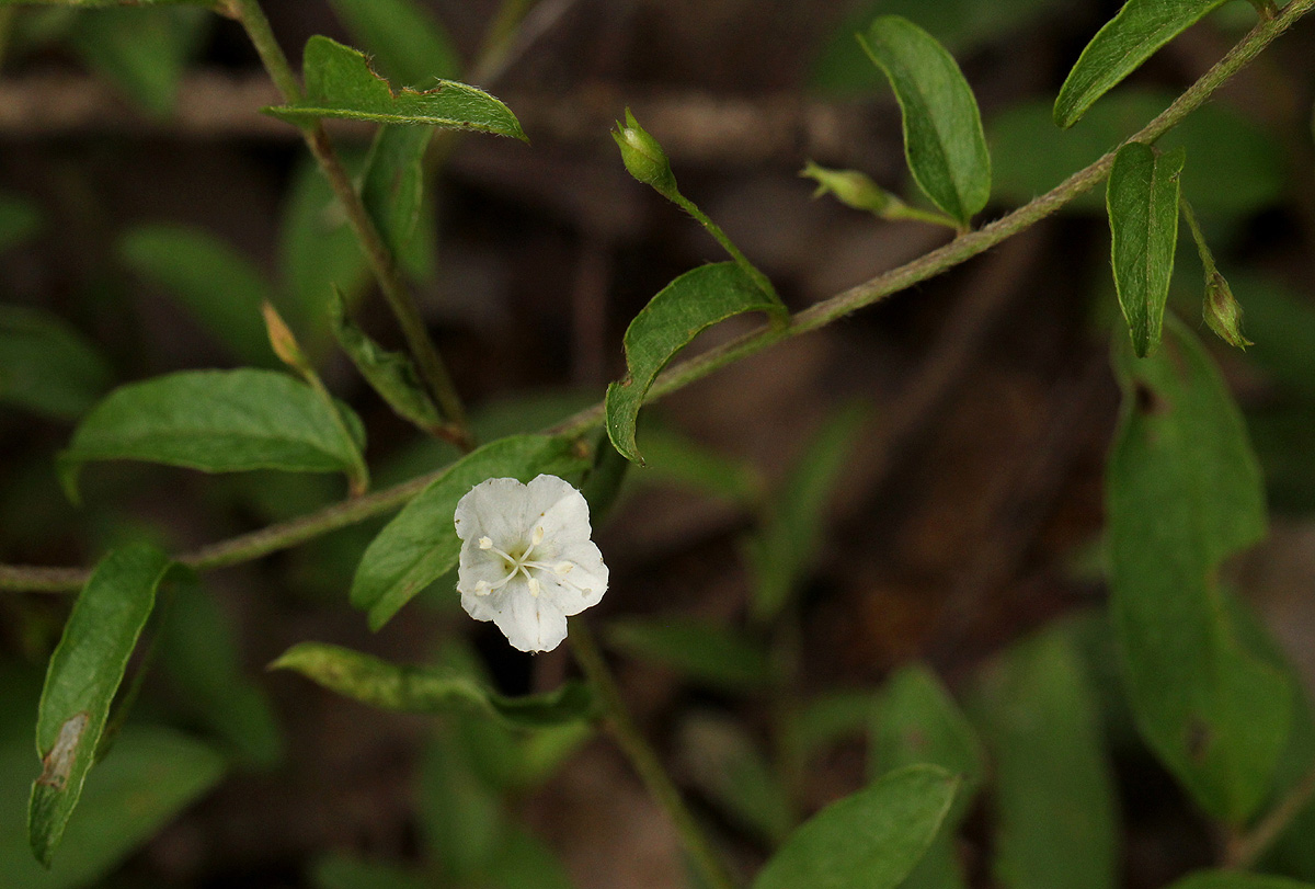 Seddera suffruticosa var. suffruticosa