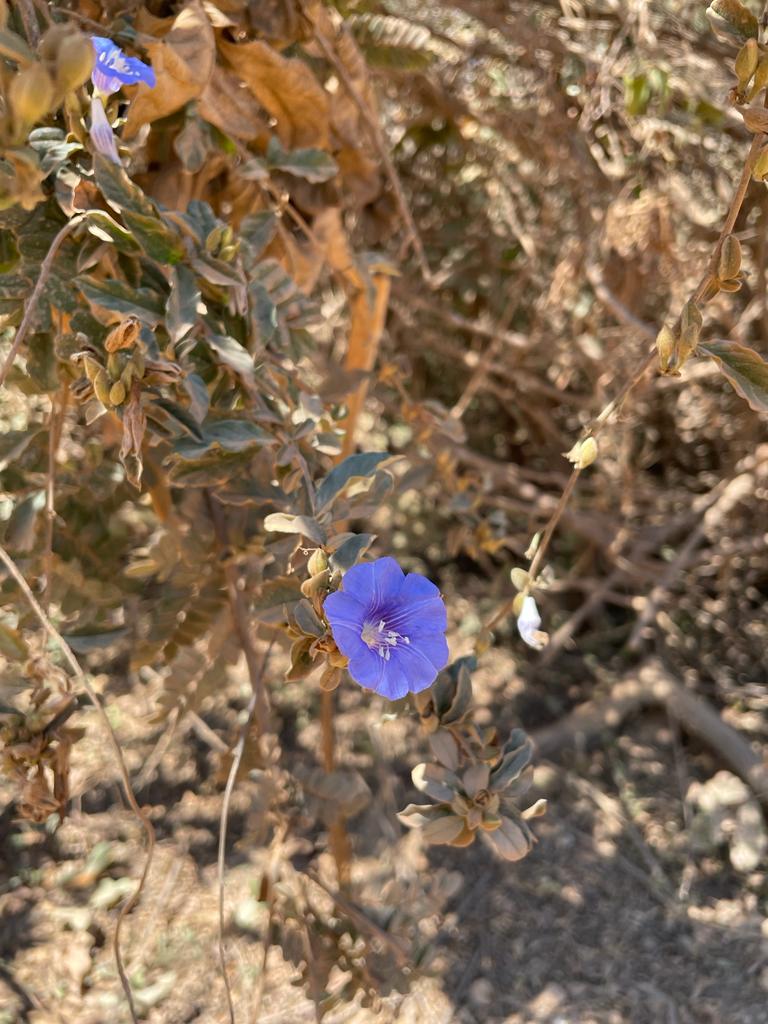 Bonamia spectabilis Bonamia spectabilis