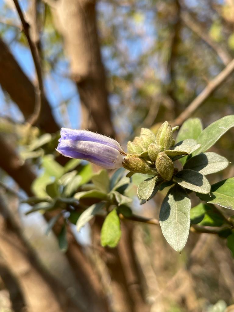 Bonamia spectabilis Bonamia spectabilis