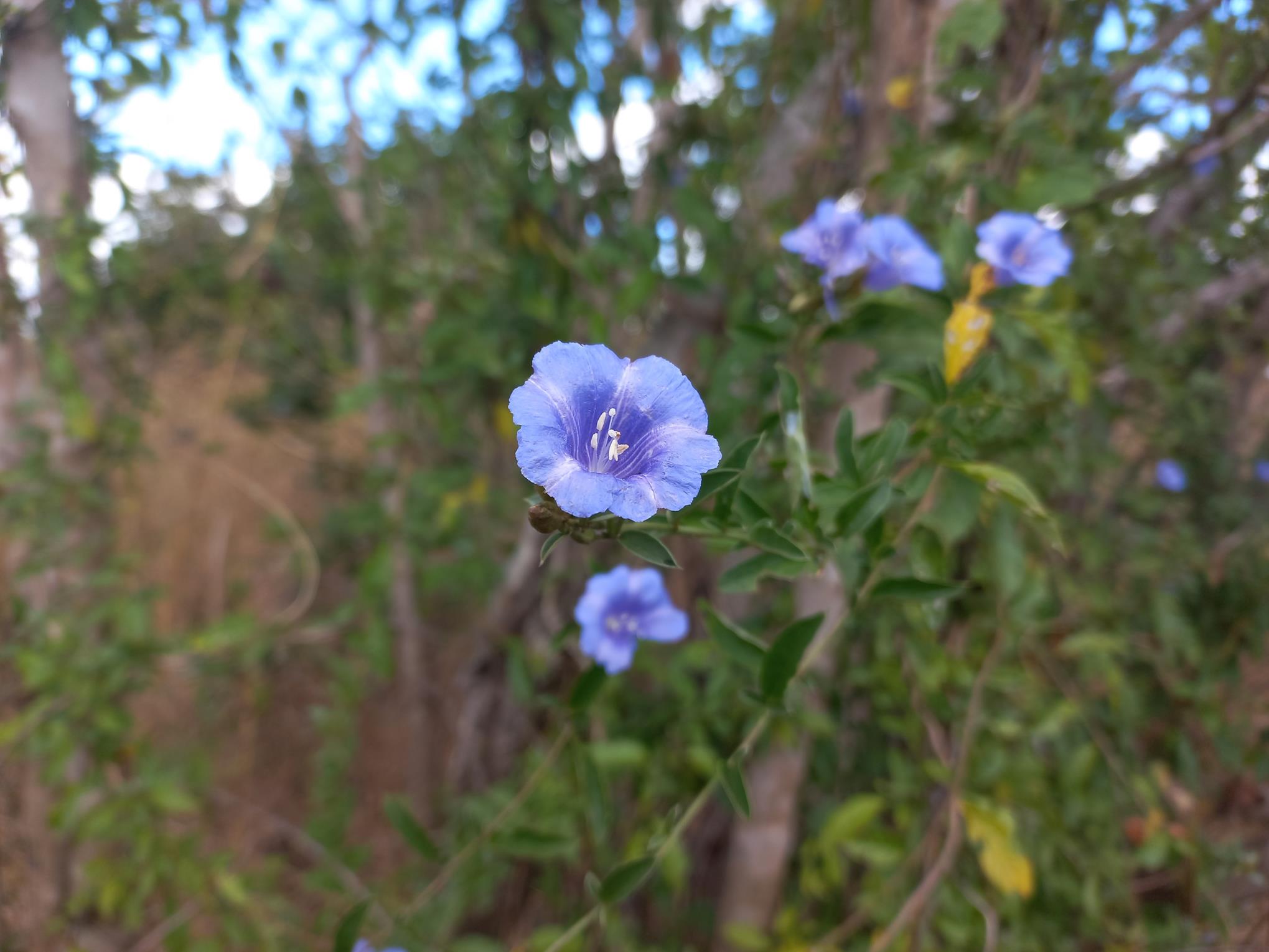 Bonamia spectabilis Bonamia spectabilis
