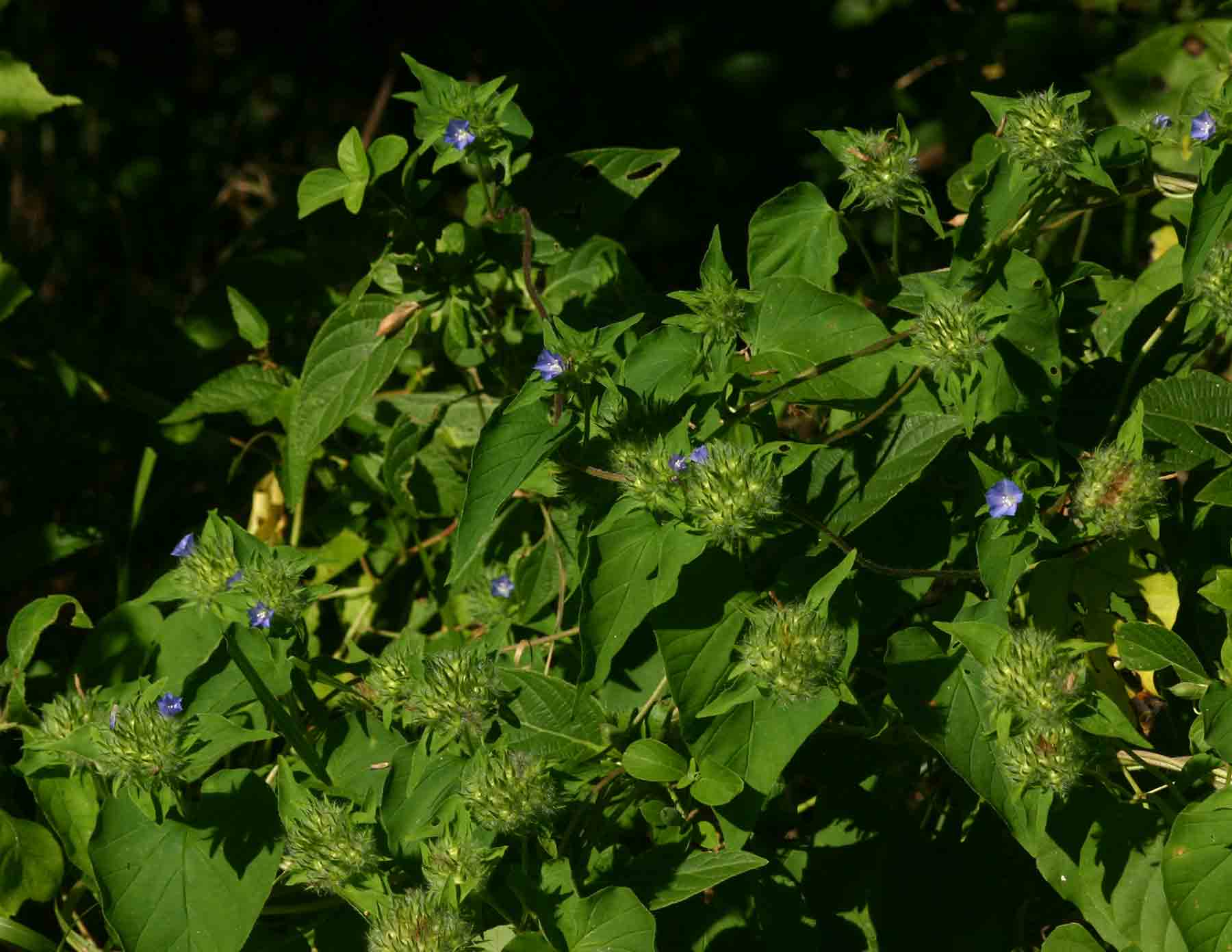 Jacquemontia tamnifolia Jacquemontia tamnifolia