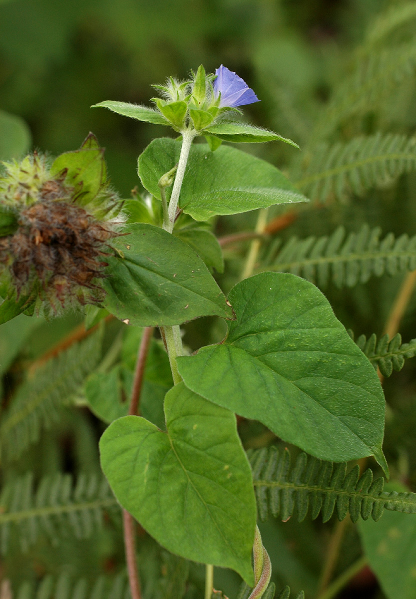 Jacquemontia tamnifolia Jacquemontia tamnifolia