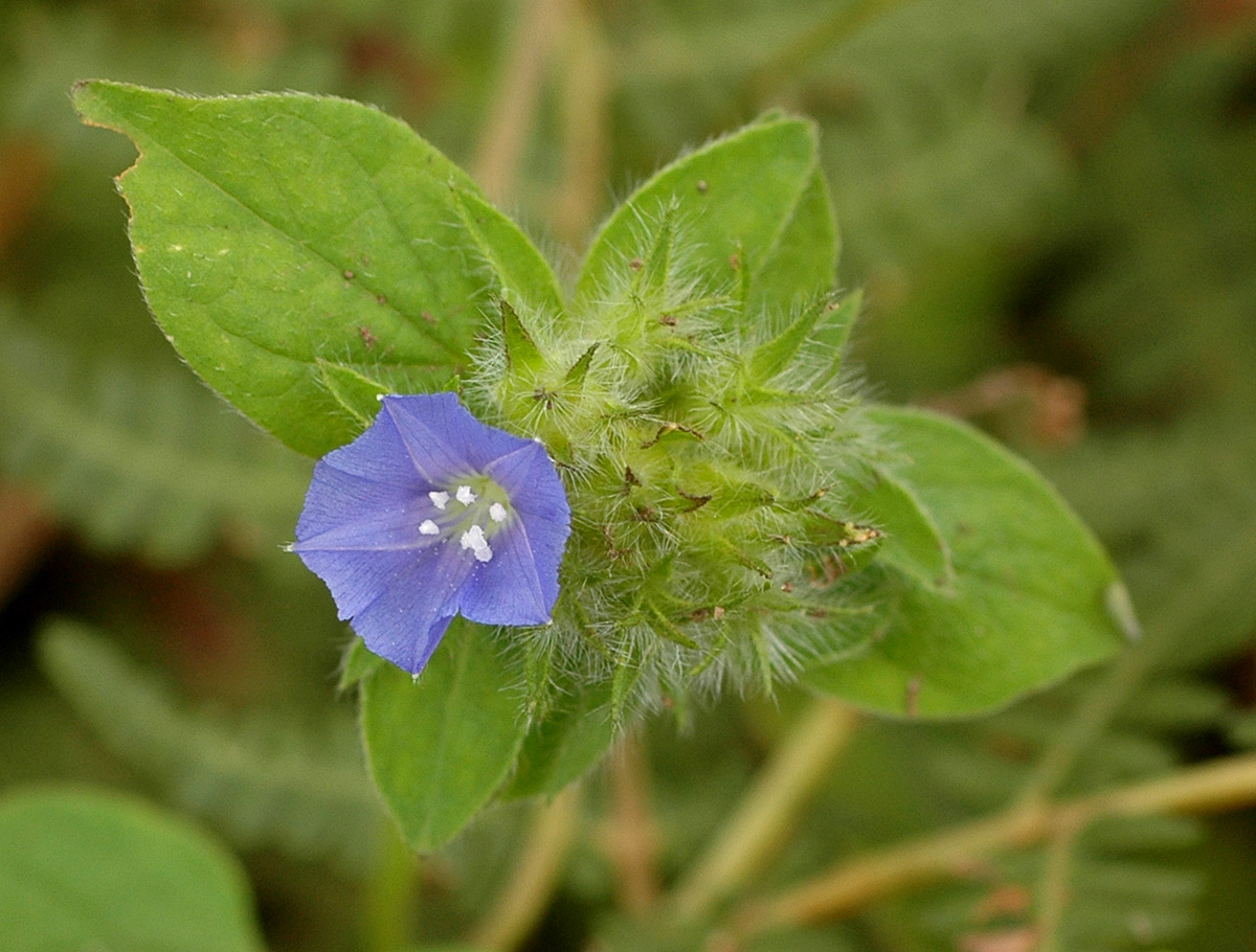 Jacquemontia tamnifolia Jacquemontia tamnifolia
