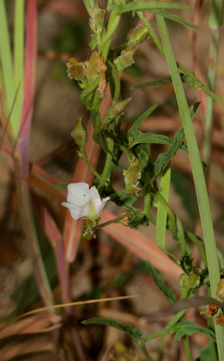 Convolvulus sagittatus var. sagittatus