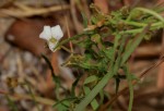 Convolvulus sagittatus var. sagittatus
