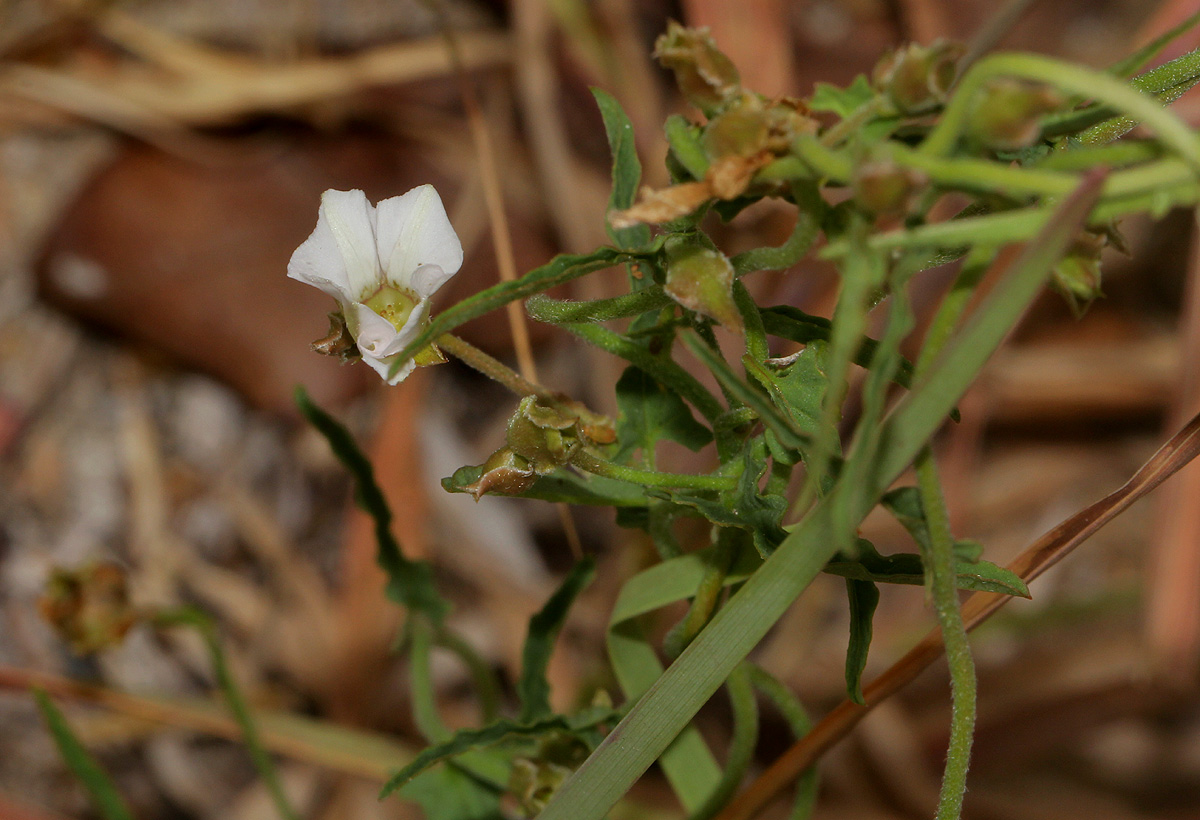 Convolvulus sagittatus var. sagittatus