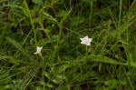 Convolvulus sagittatus var. sagittatus