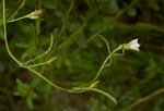 Convolvulus sagittatus var. sagittatus