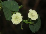 Merremia hederacea