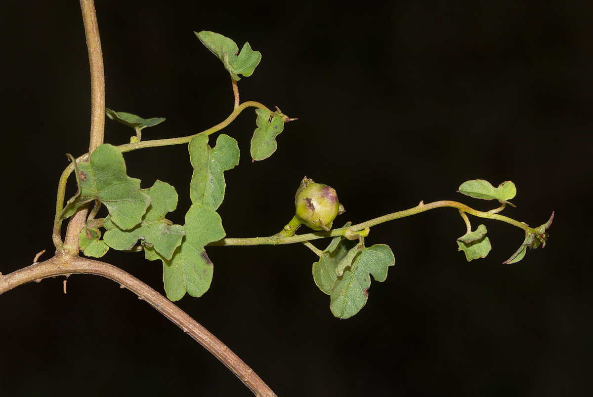 Merremia hederacea