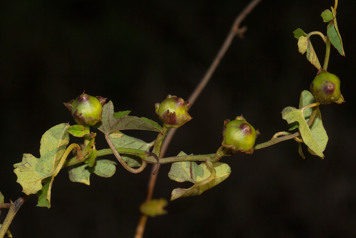 Merremia hederacea