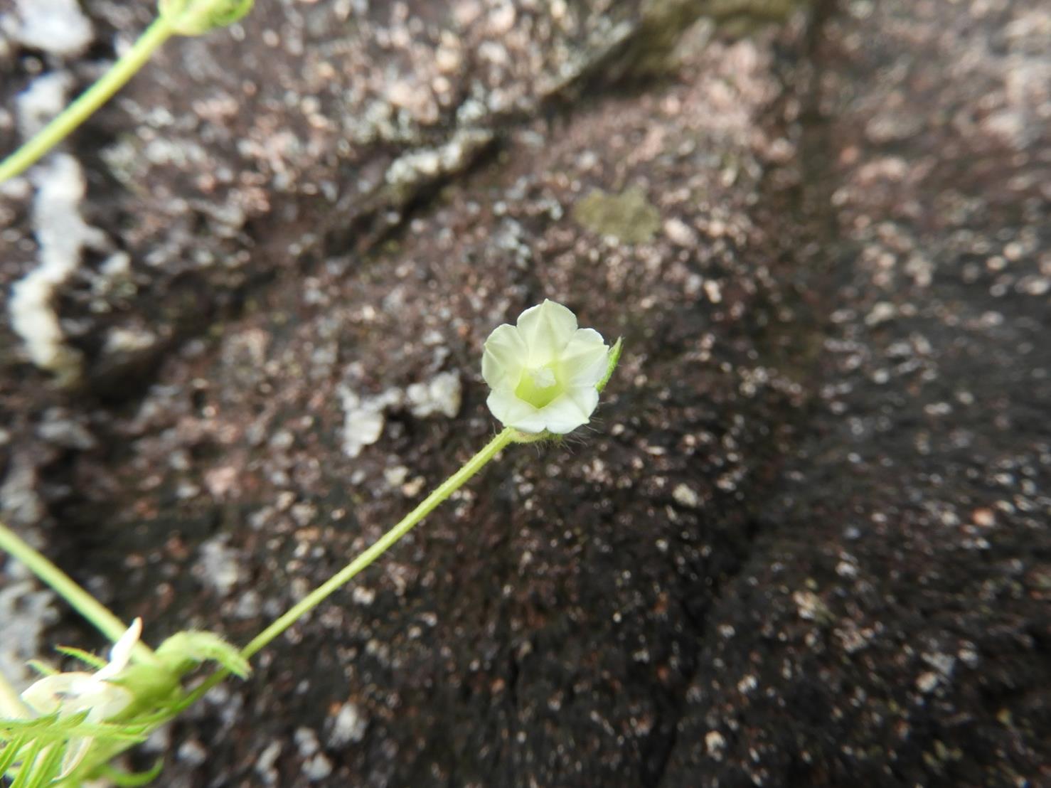 Xenostegia pinnata Xenostegia pinnata
