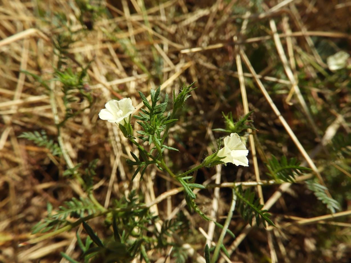 Xenostegia pinnata Xenostegia pinnata