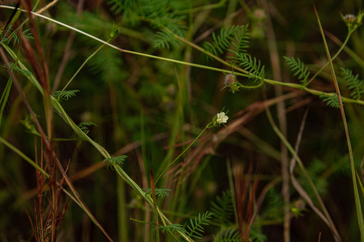 Xenostegia pinnata Xenostegia pinnata