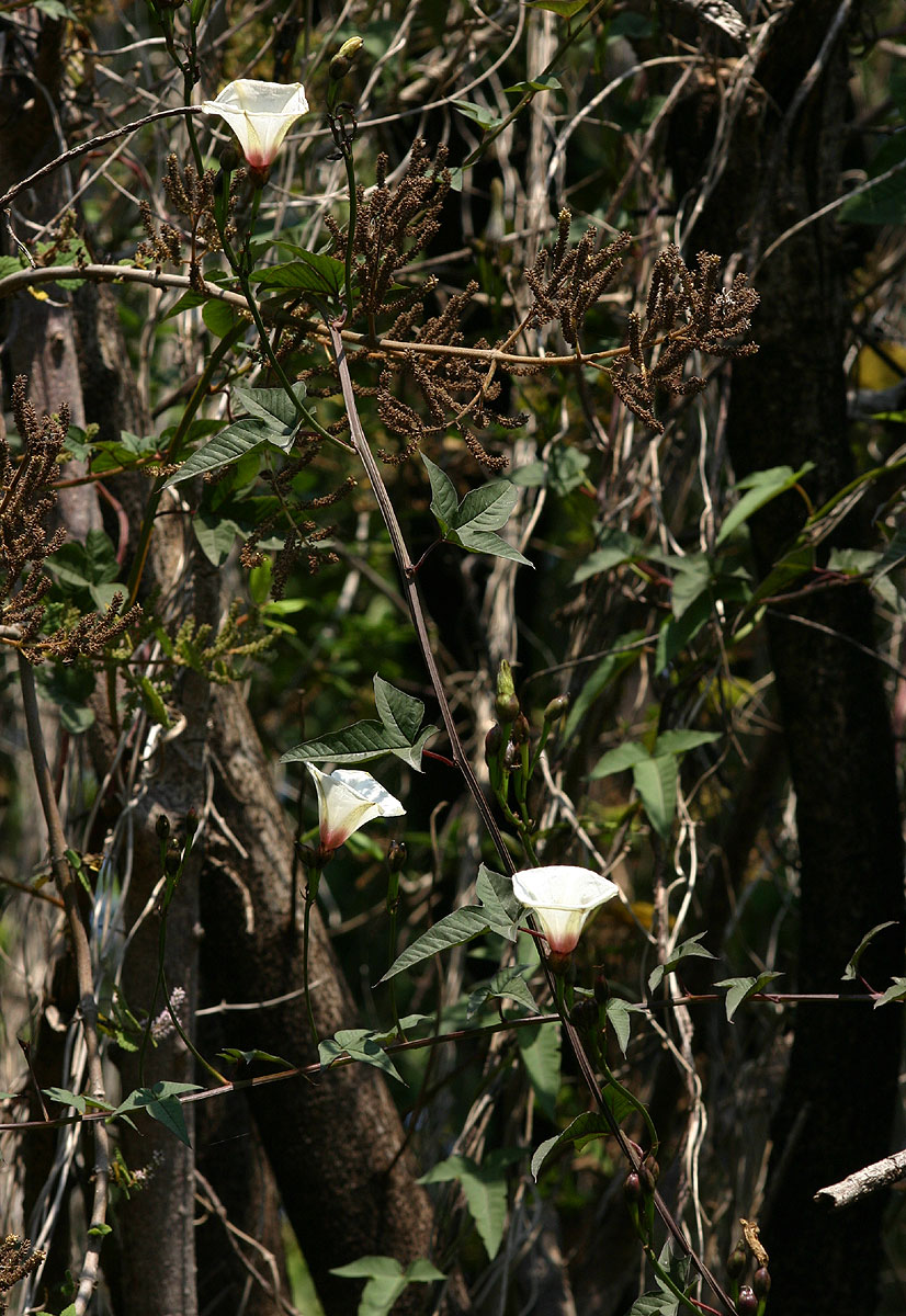 Merremia pterygocaulos