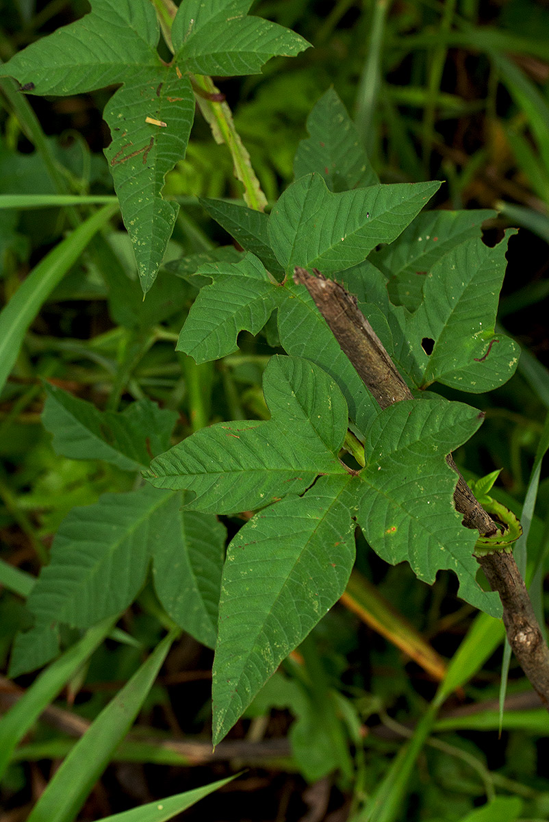Merremia pterygocaulos