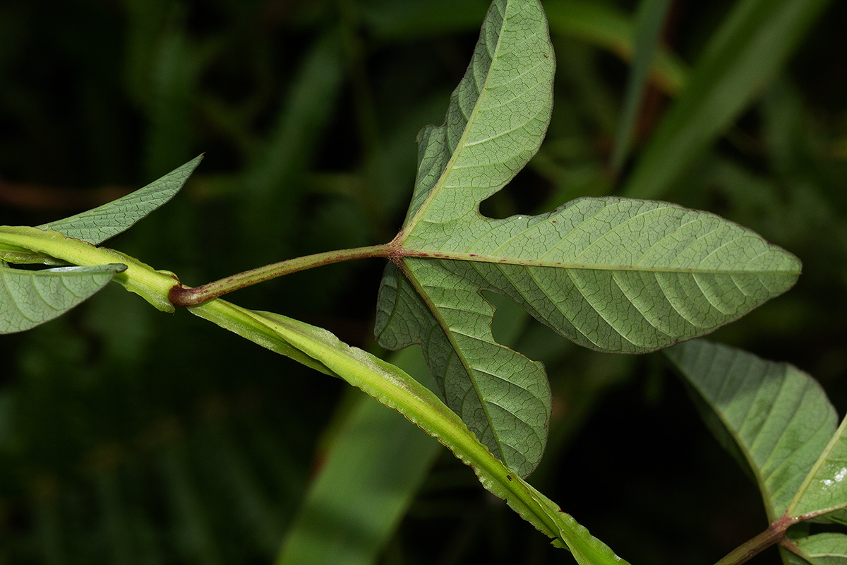 Merremia pterygocaulos