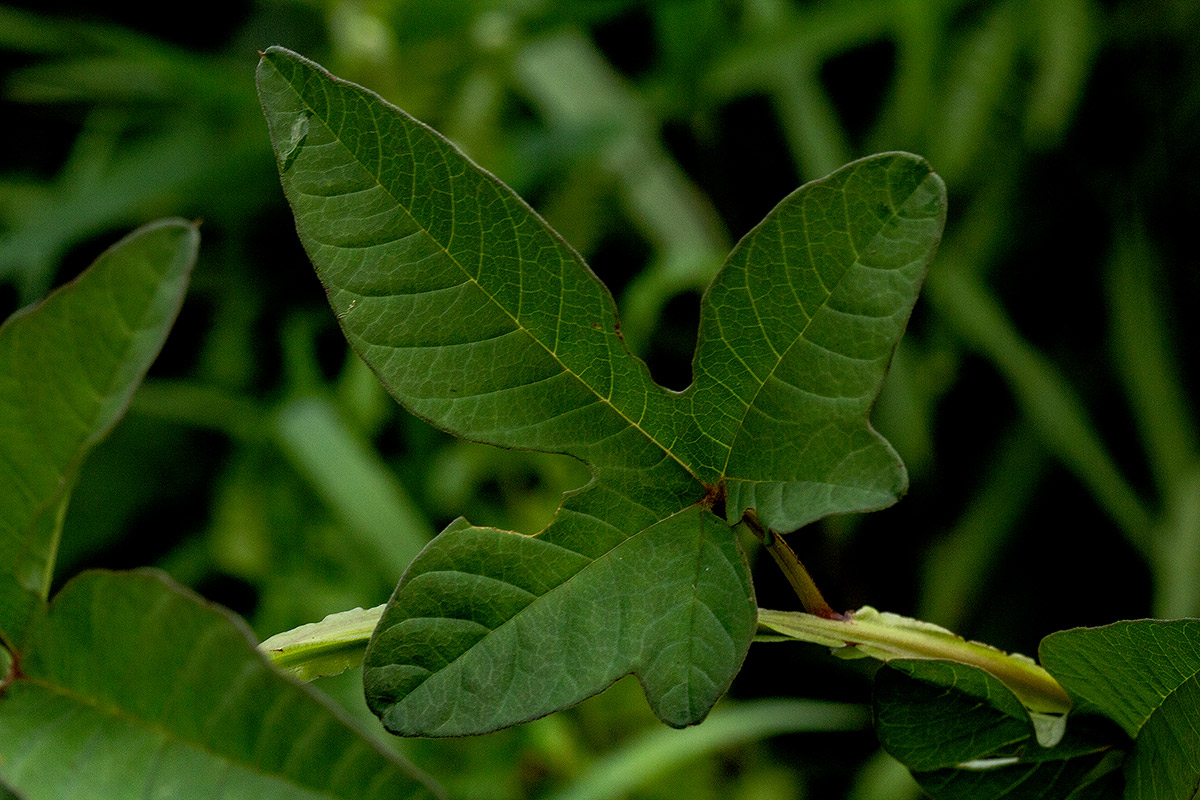 Merremia pterygocaulos