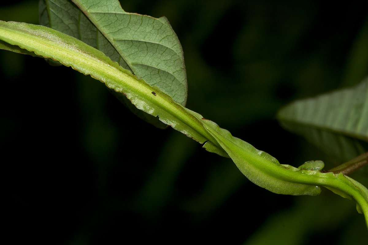 Merremia pterygocaulos