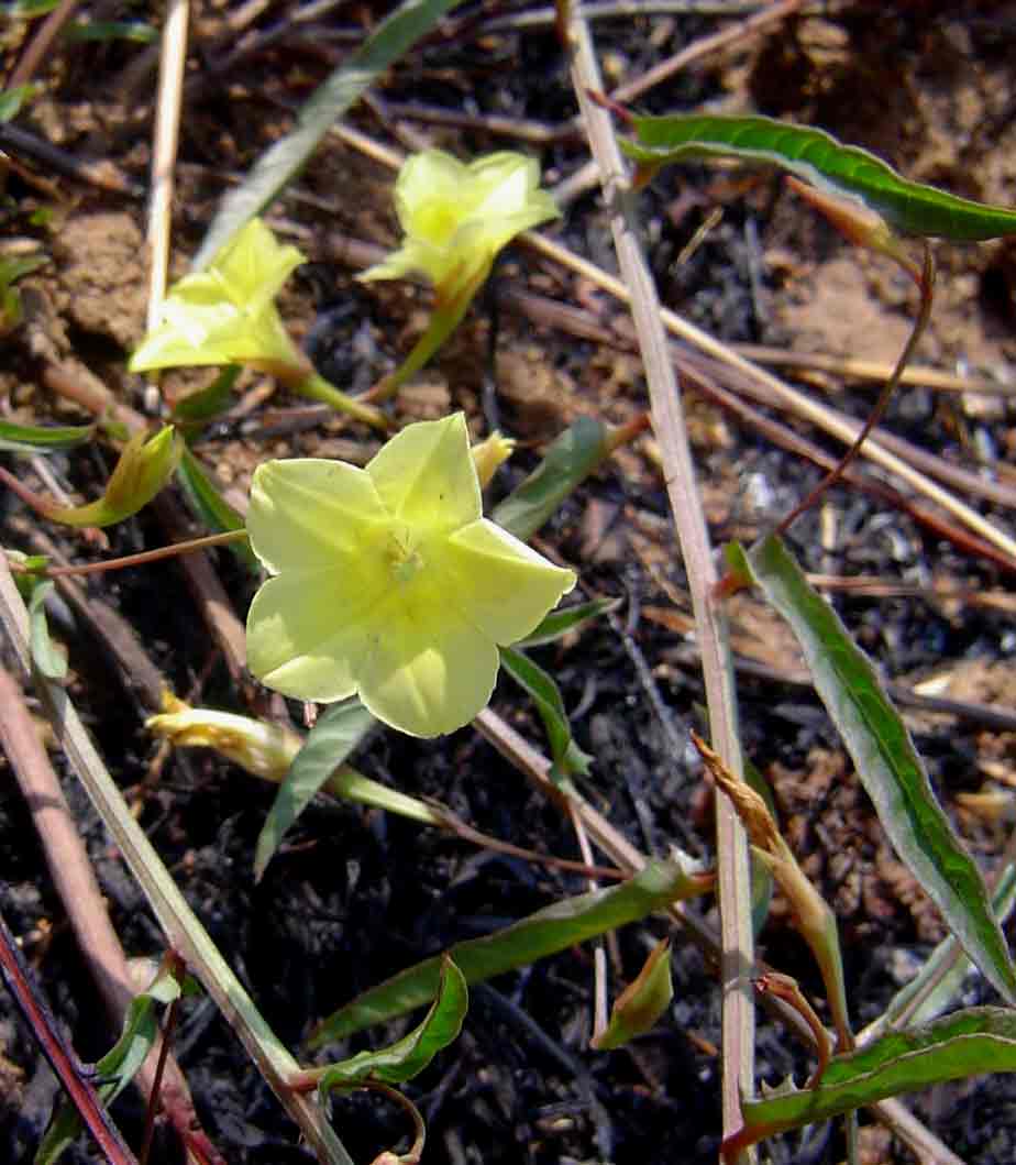 Xenostegia tridentata subsp. angustifolia