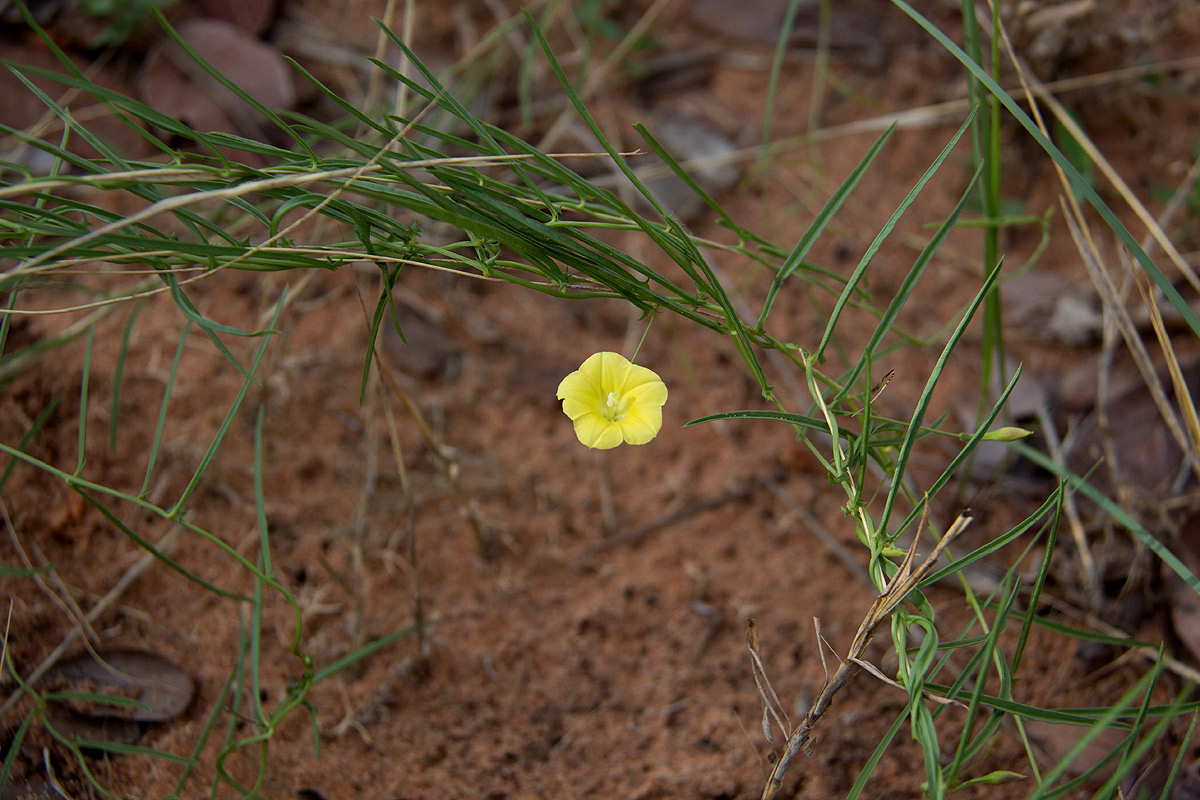 Xenostegia tridentata subsp. angustifolia