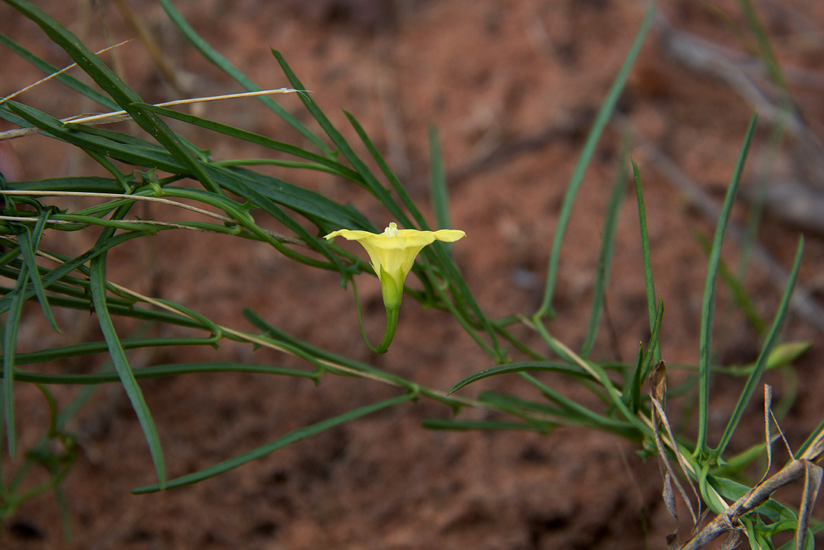 Xenostegia tridentata subsp. angustifolia