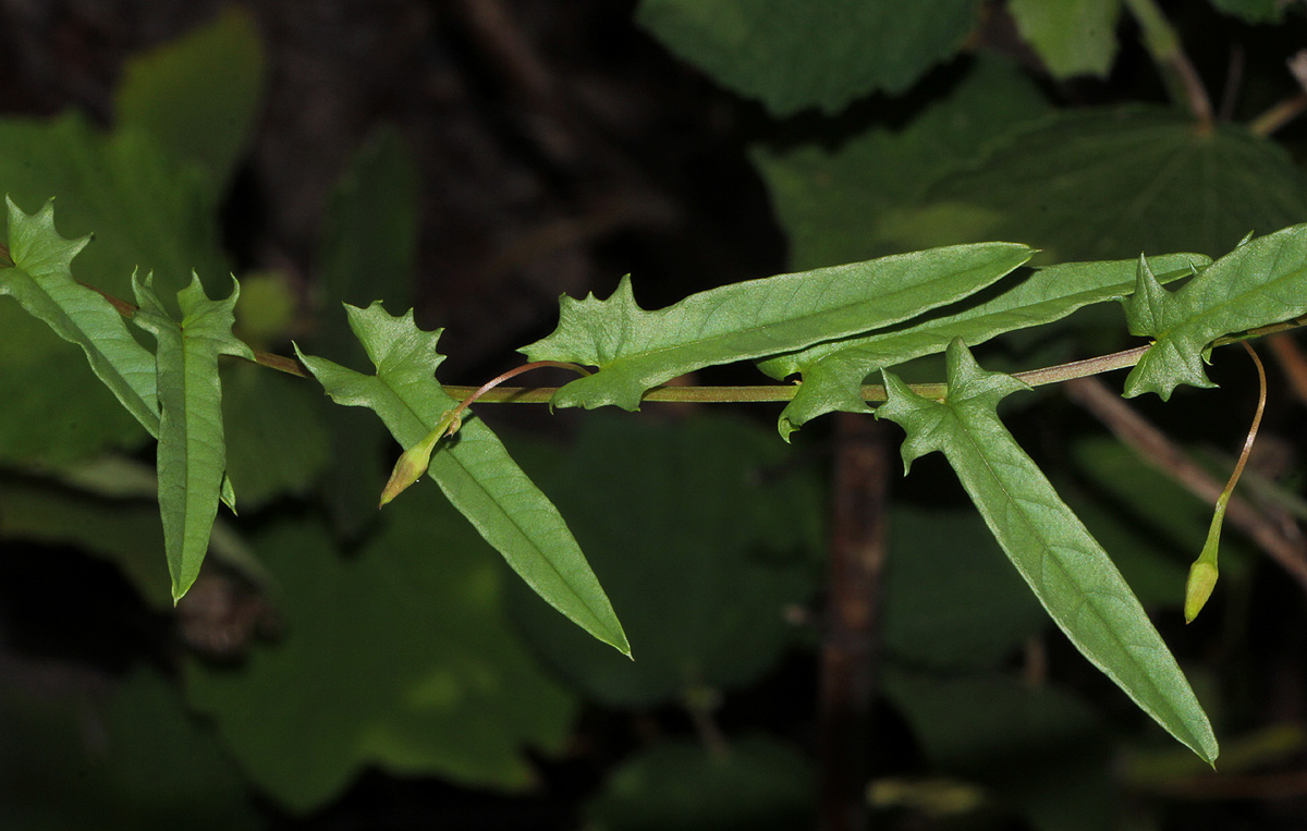 Xenostegia tridentata subsp. angustifolia