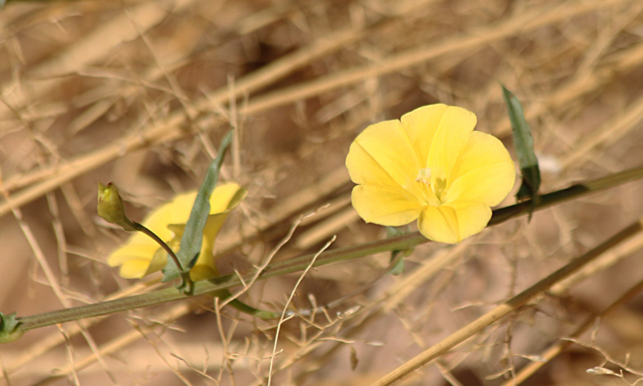 Xenostegia tridentata subsp. angustifolia