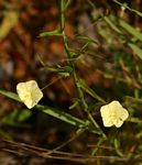 Xenostegia tridentata subsp. angustifolia