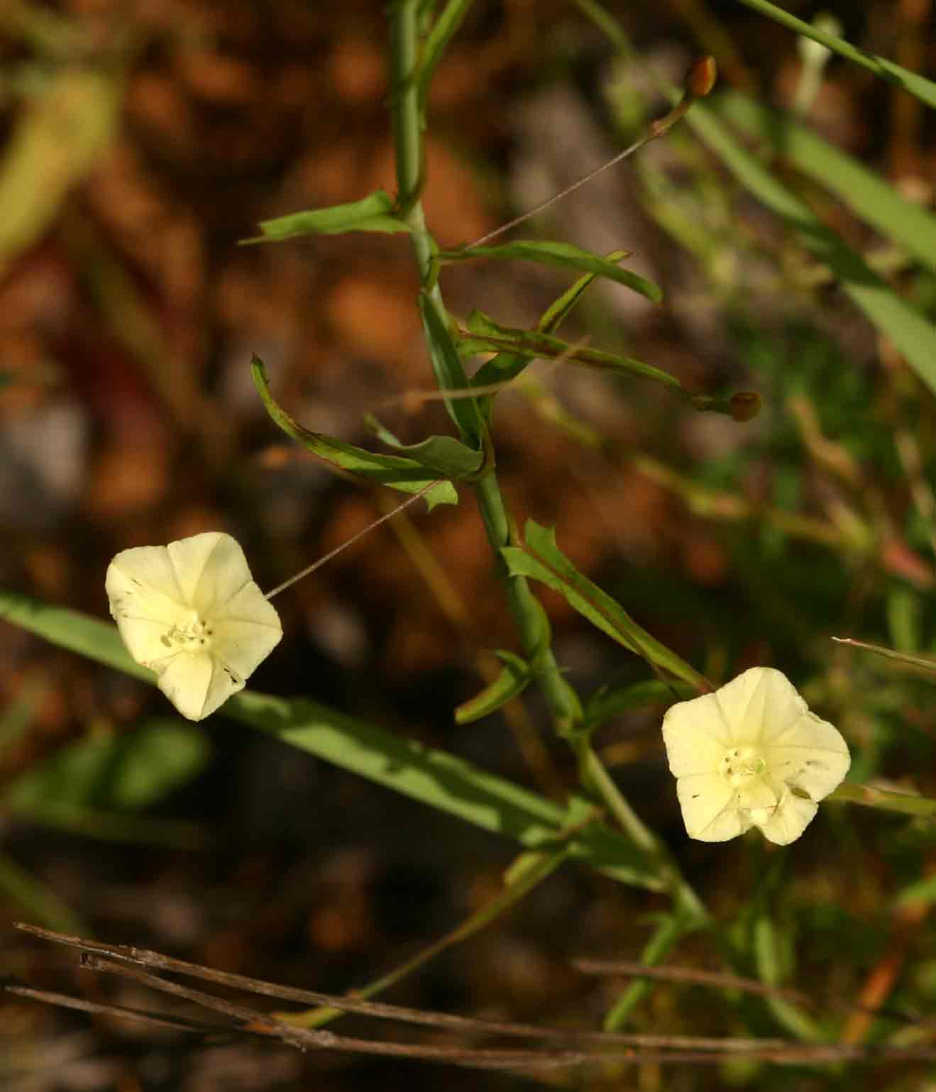 Xenostegia tridentata subsp. angustifolia