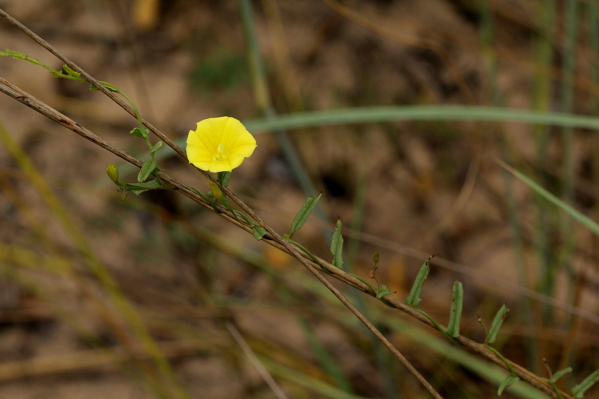 Xenostegia tridentata subsp. angustifolia