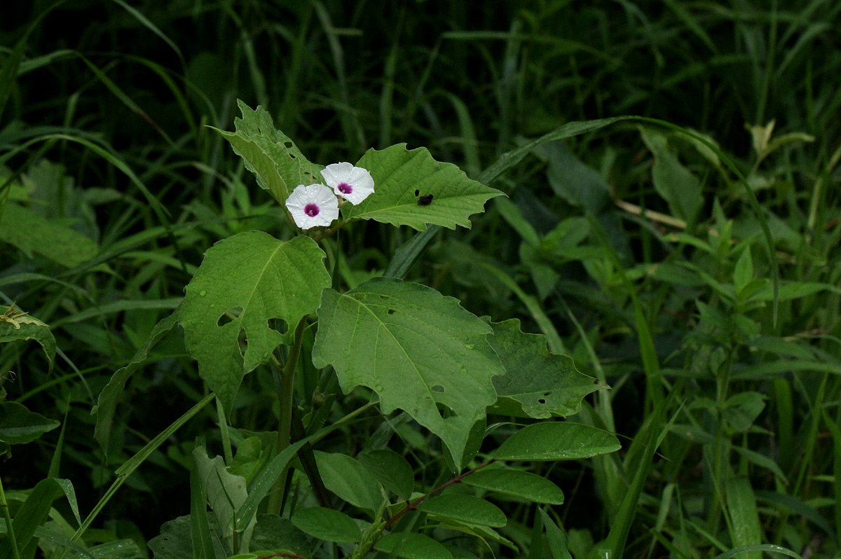 Astripomoea lachnosperma