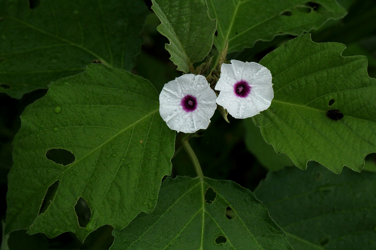 Astripomoea lachnosperma Astripomoea lachnosperma