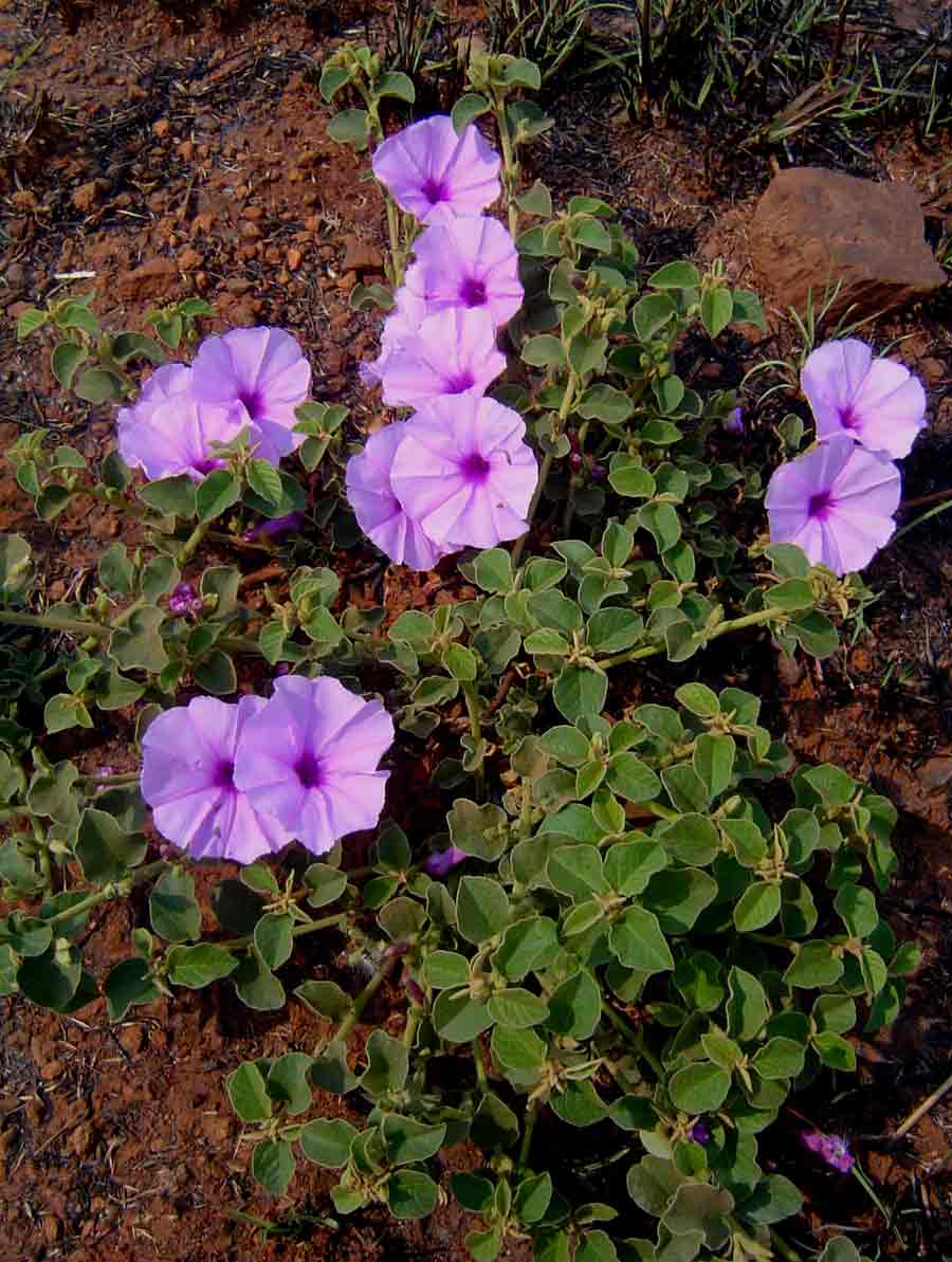 Astripomoea malvacea var. parviflora