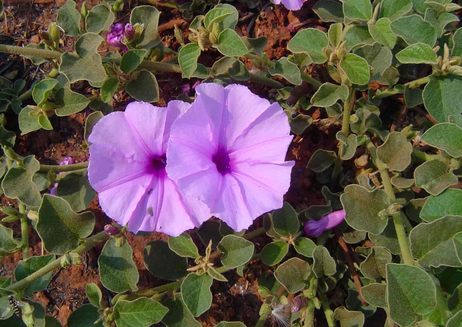 Astripomoea malvacea var. parviflora