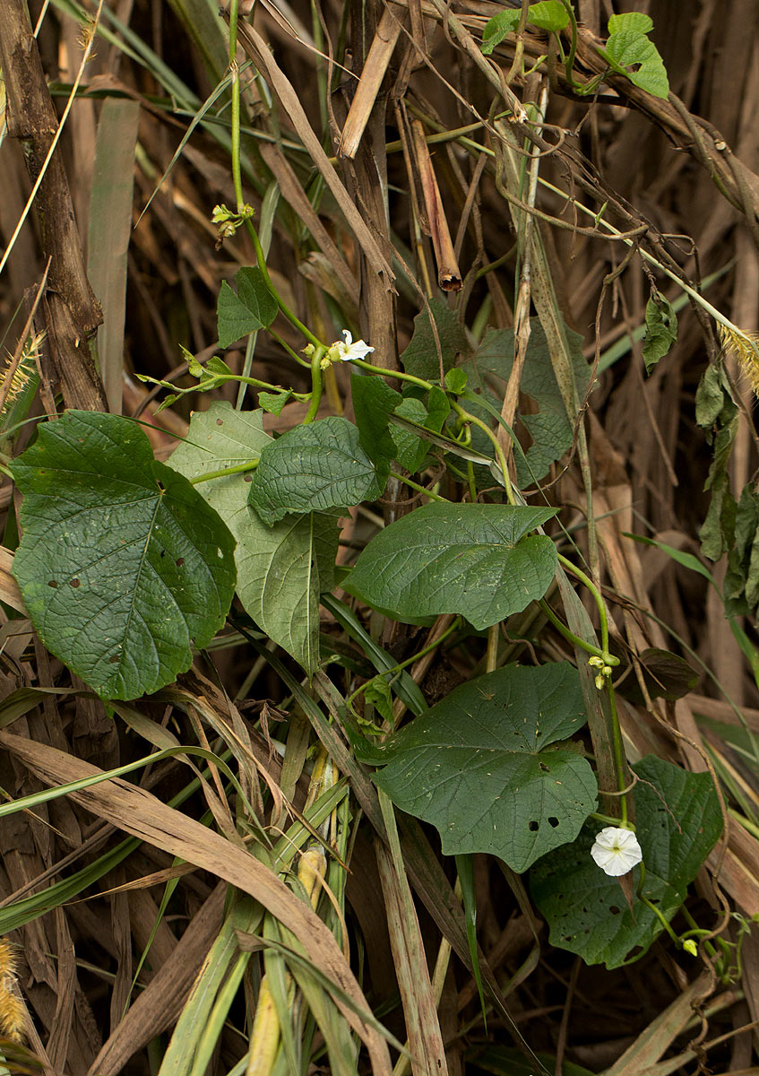 Lepistemon owariensis Lepistemon owariensis