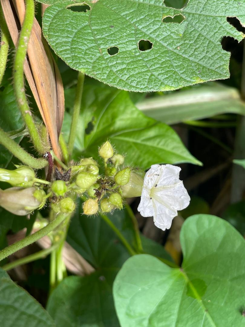 Lepistemon owariensis