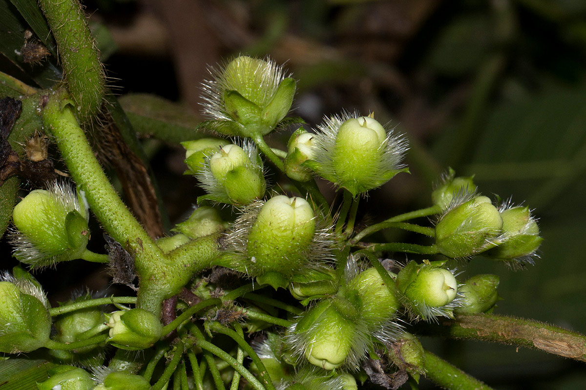 Lepistemon owariensis Lepistemon owariensis