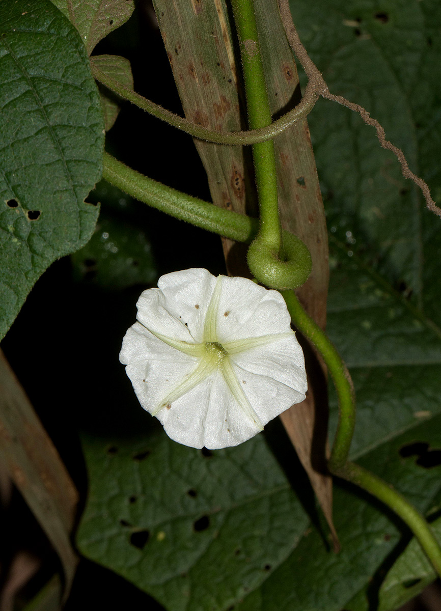 Lepistemon owariensis Lepistemon owariensis