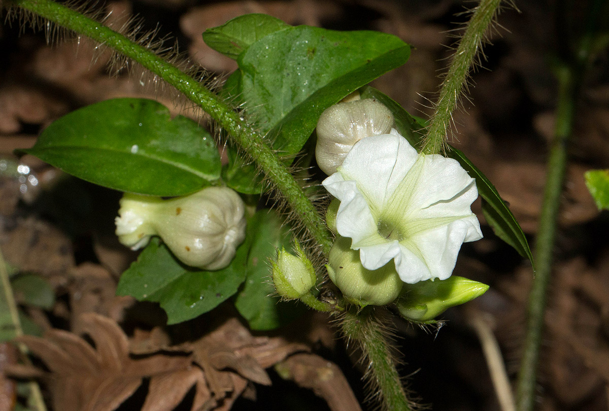 Lepistemon owariensis Lepistemon owariensis