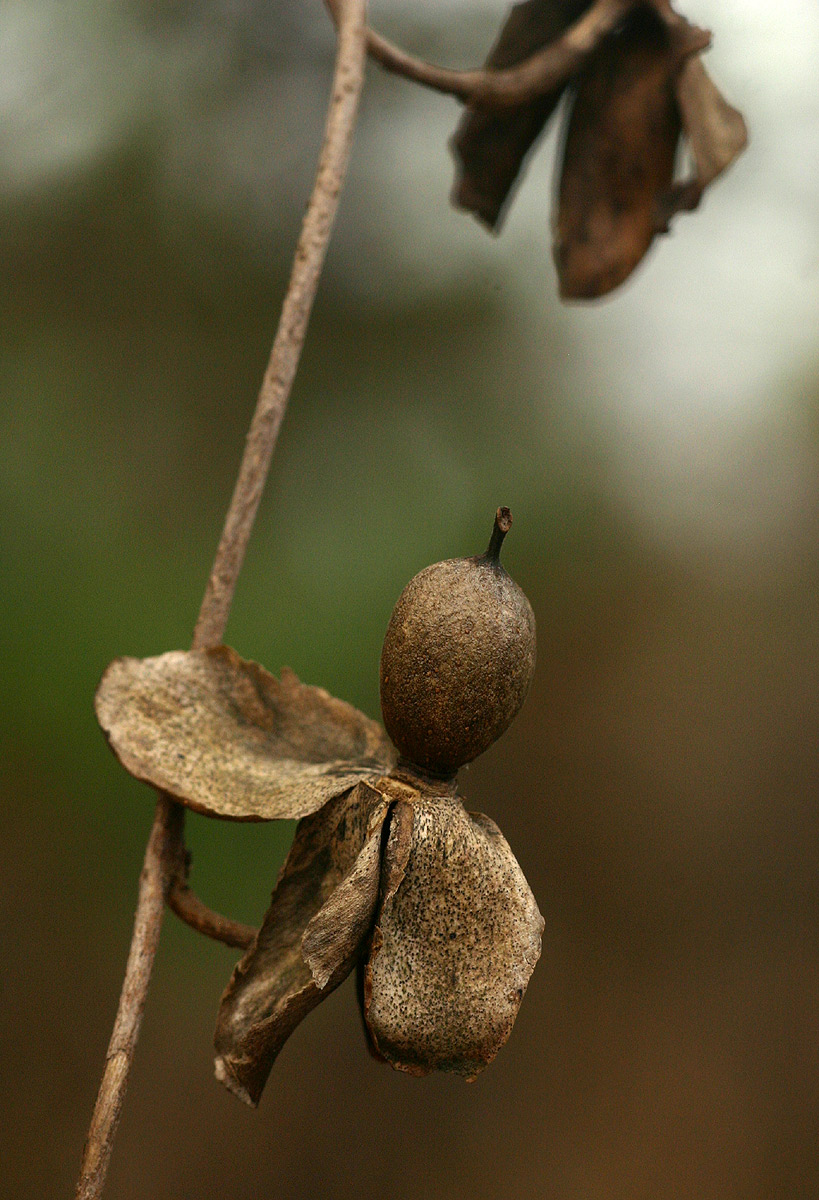 Ipomoea albivenia