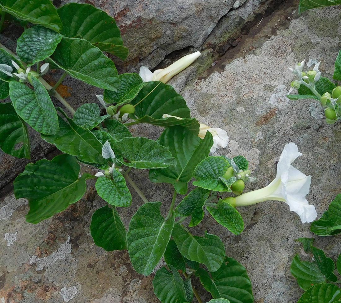 Ipomoea albivenia