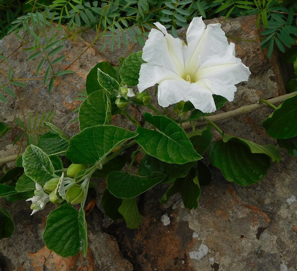 Ipomoea albivenia