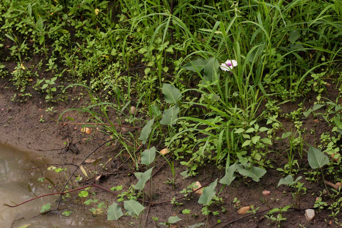 Ipomoea aquatica Ipomoea aquatica
