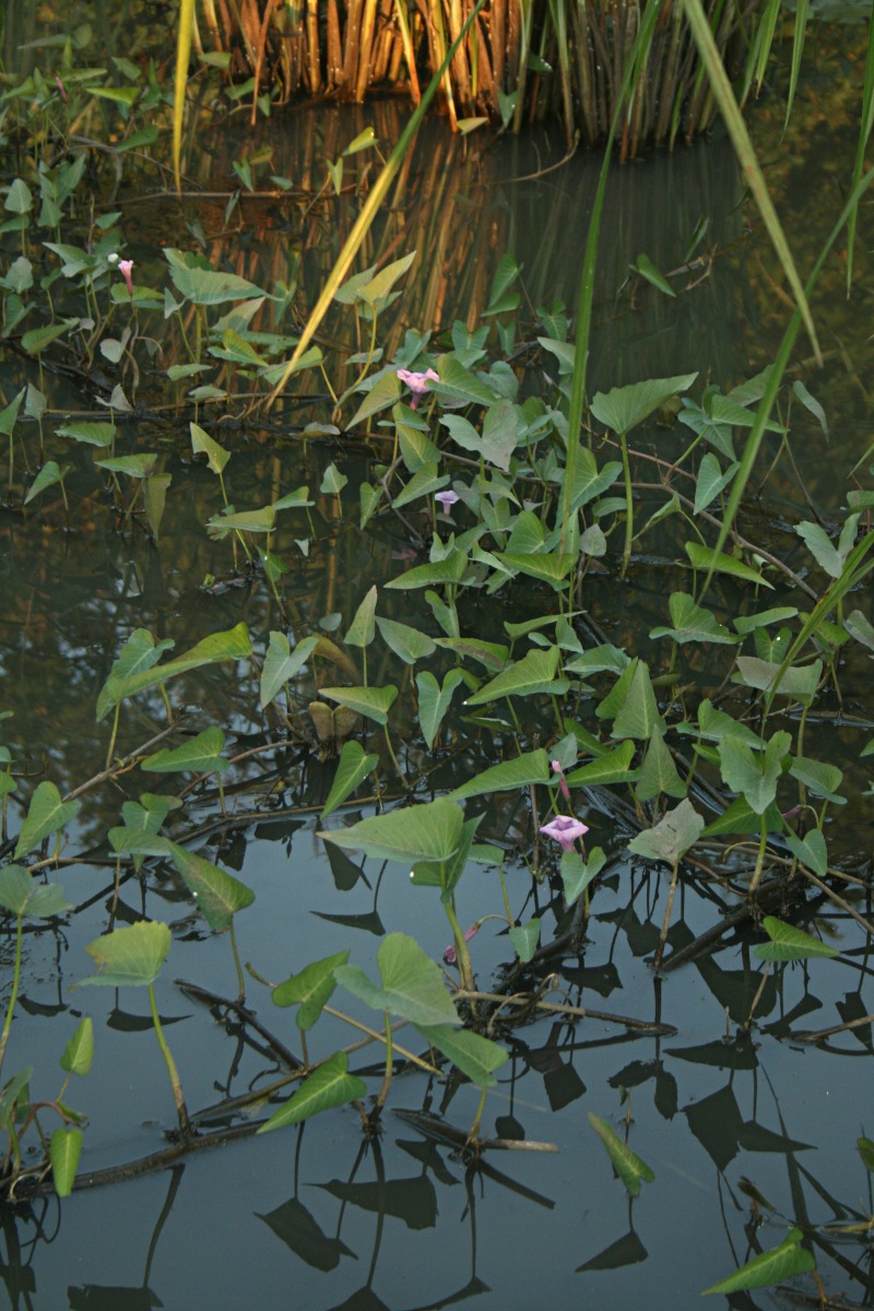 Ipomoea aquatica Ipomoea aquatica