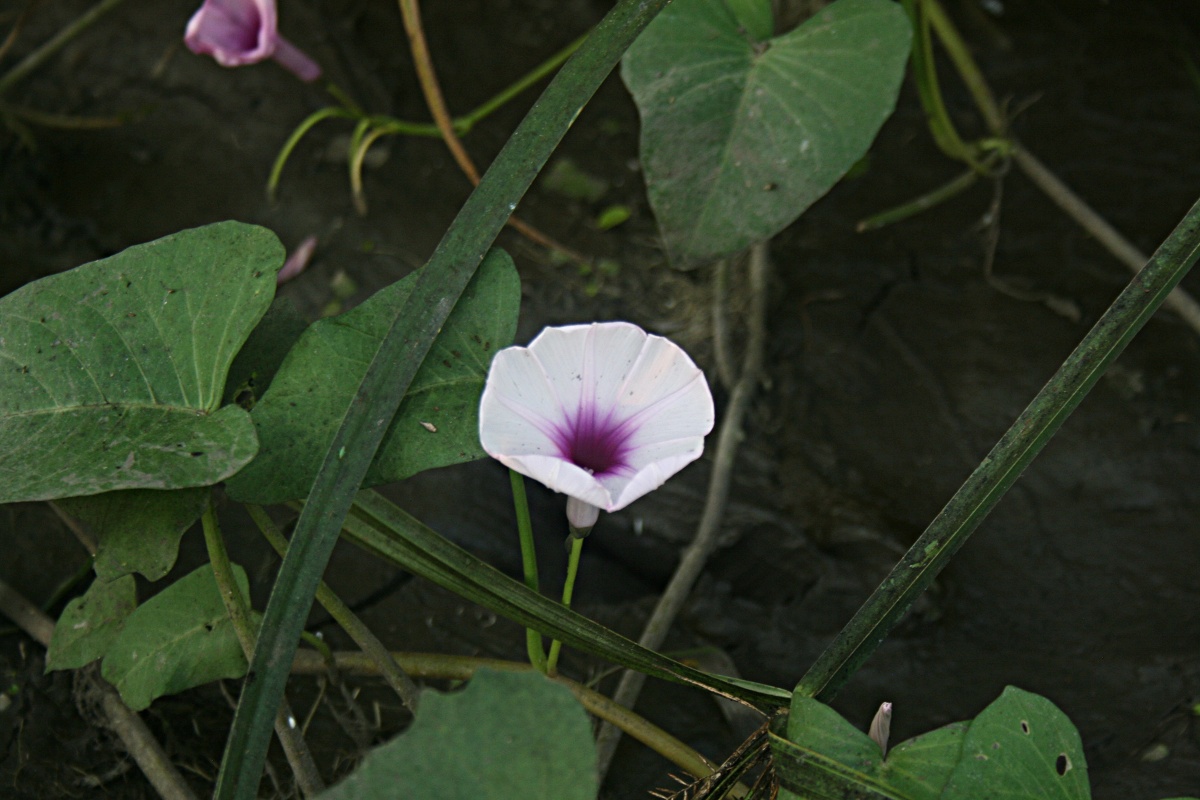 Ipomoea aquatica Ipomoea aquatica